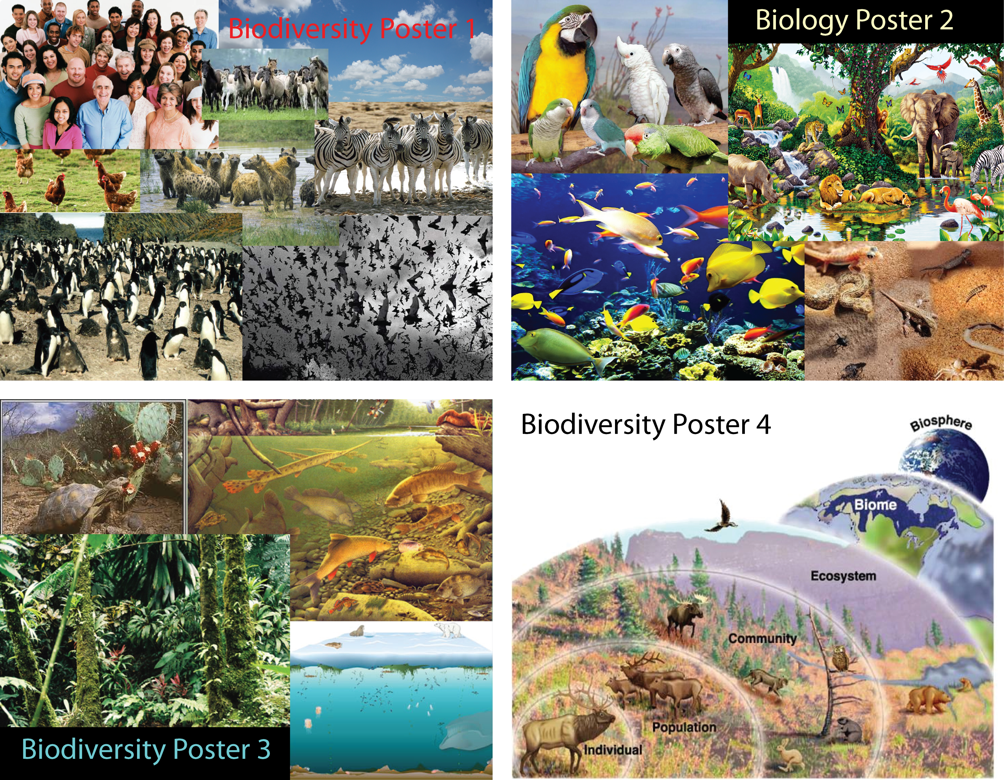 biodiversity-posters.png
